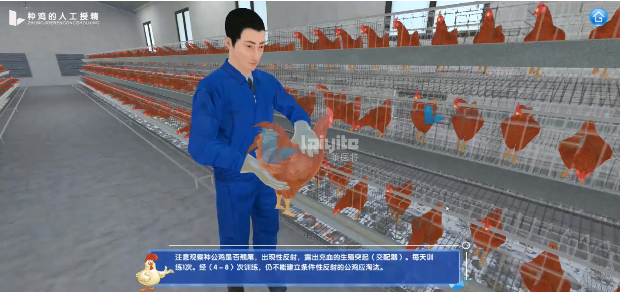 鸡的人工采精与输精仿真实训系统