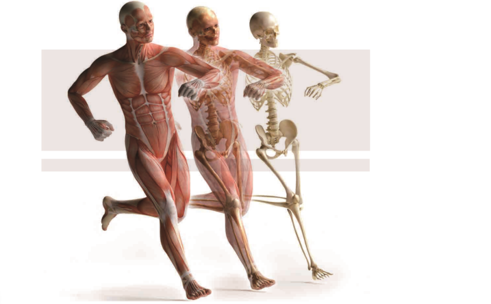 虚拟人体解剖学习考试系统