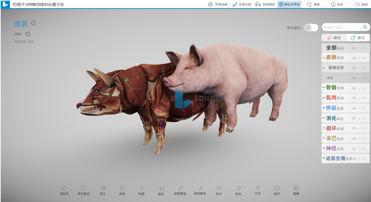 三维猪解剖仿真实训系统