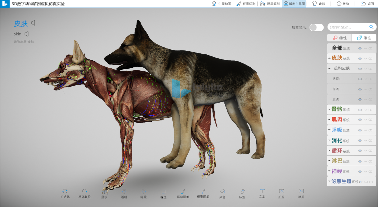 三维犬解剖仿真实训系统