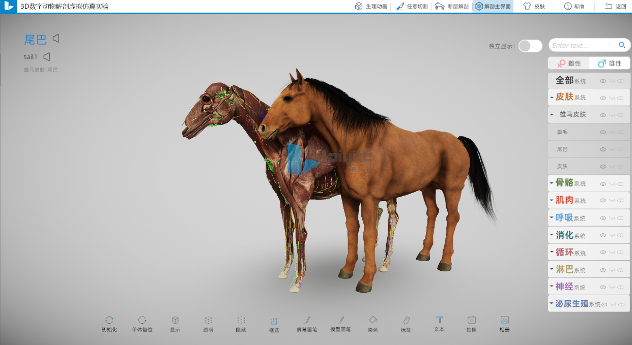 三维马解剖仿真实训系统