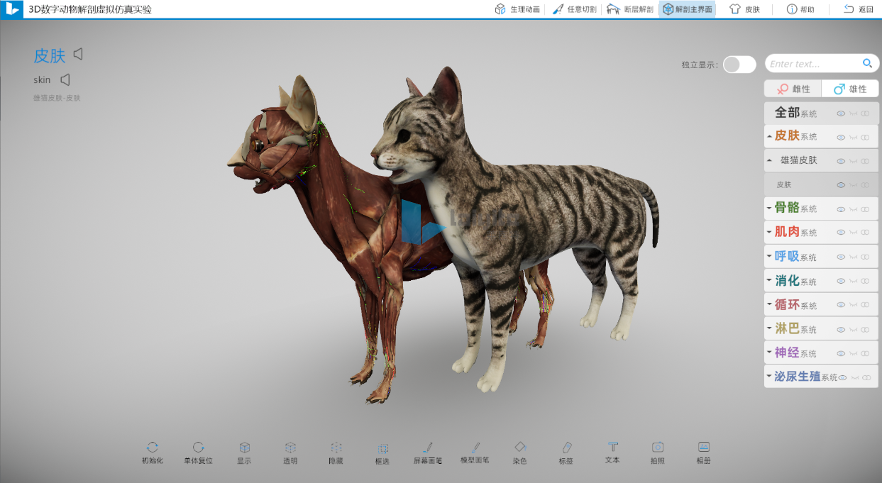 三维猫解剖仿真实训系统
