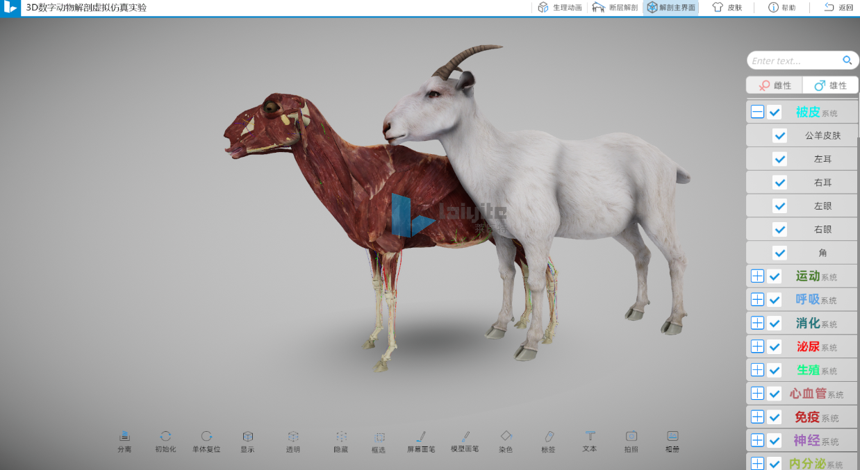 三维羊解剖仿真实训系统