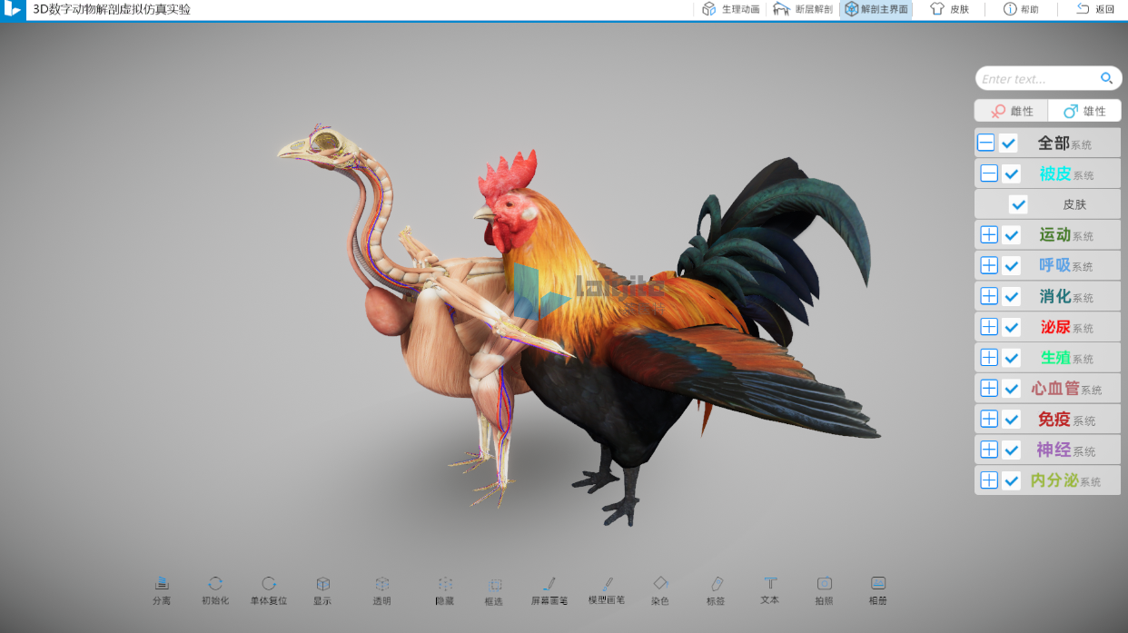 三维鸡解剖仿真实训系统