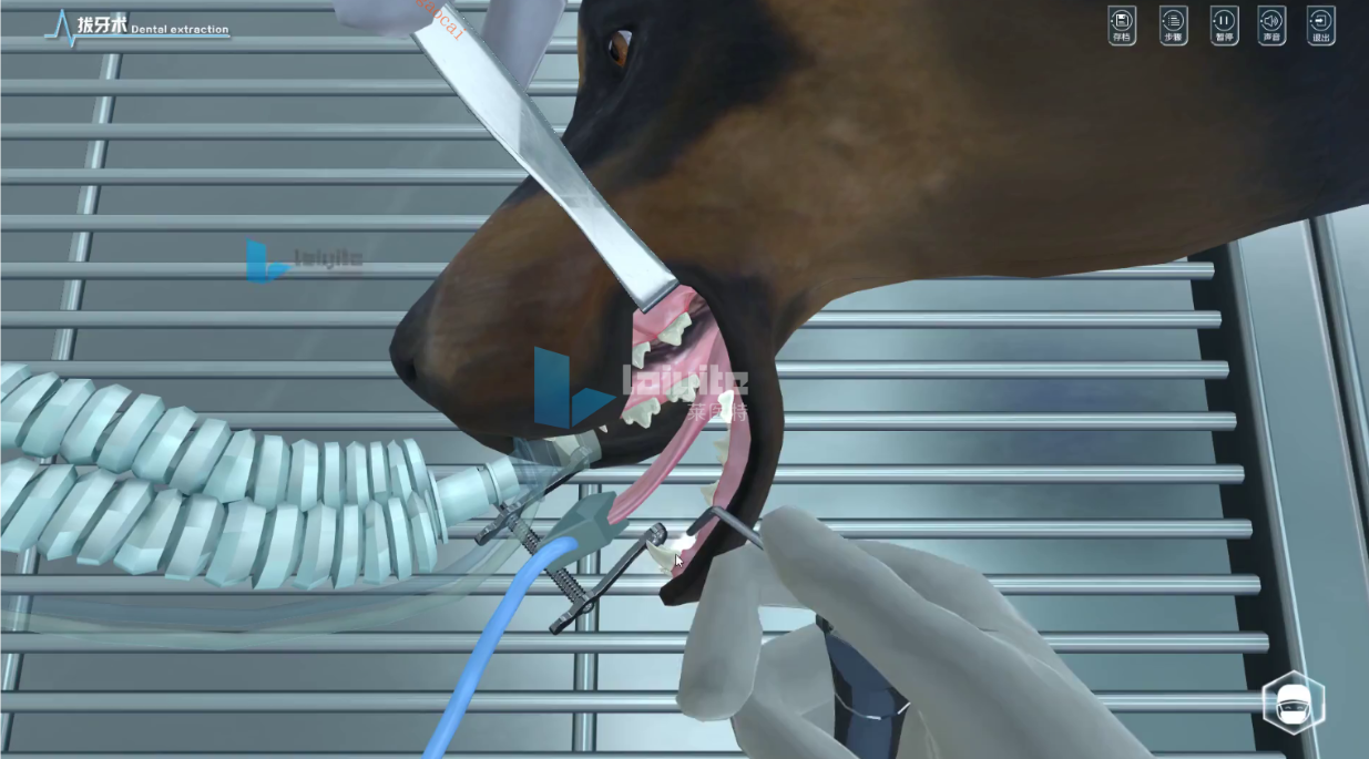 犬拔牙规范化操作仿真实训系统