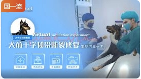 浙江农林大学犬前十字韧带断裂修复虚拟仿真实验教学项目
