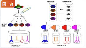 华中农业大学单克隆抗体制备及应用
