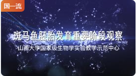 山西大学斑马鱼胚胎发育重要阶段观察