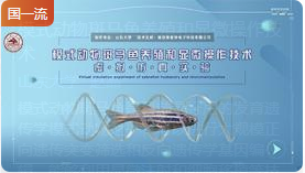 山东大学模式动物斑马鱼养殖和显微操作技术