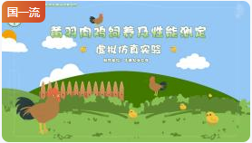 华南农业大学黄羽肉鸡饲养及性能测定虚拟仿真实验