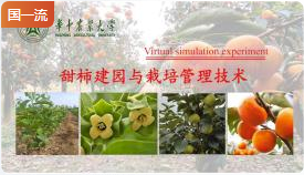 华中农业大学甜柿建园与栽培管理技术虚拟仿真实验
