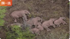 云南大学西双版纳野生亚洲象种群动态调查虚拟仿真实验