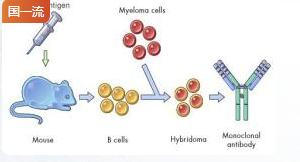 浙江中医药大学杂交瘤技术制备单克隆抗体虚拟仿真实验