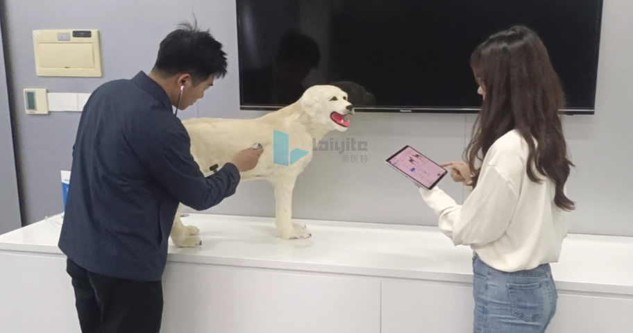 犬临床听诊智能实训设备