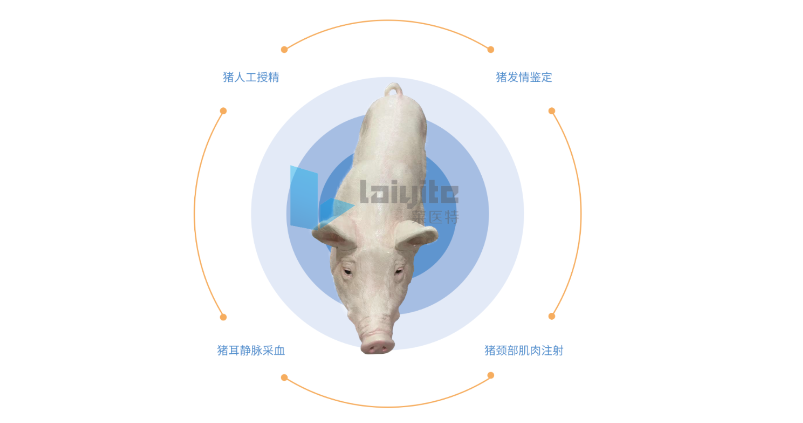 猪人工授精、发情鉴定、静脉采血与肌肉注射高集成智能实训设备