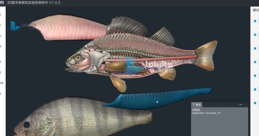 三维鱼解剖仿真实训系统