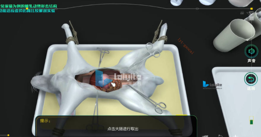 以家兔家猫为例的哺乳动物形态结构和功能适应虚拟仿真比较解剖实验