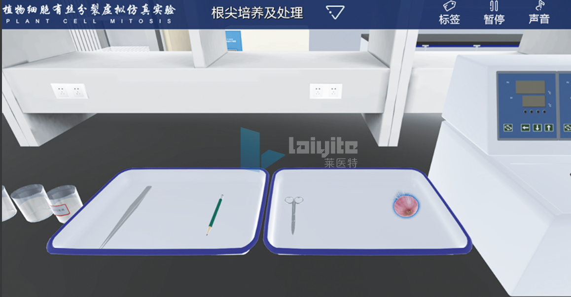 植物细胞有丝分裂虚拟仿真实验