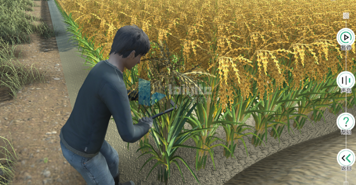 多熟制水稻高产高效栽培技术虚拟仿真实验