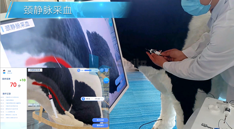 牛多部位注射、采血与输液智能实训设备