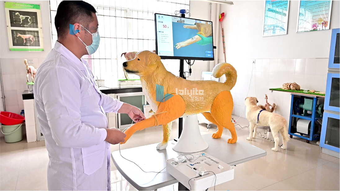 犬静脉及肌肉穿刺智能实训设备